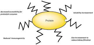 Characterization Of Protein Pegylation Creative Proteomics