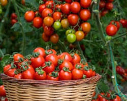Image of Baskets overflowing with ripe Early King tomatoes