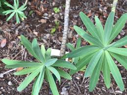Euphorbia bourgeana J.Gay ex Boiss. (World flora) - Pl@ntNet identify