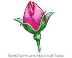 how to draw a rosebud