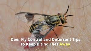 deer fly control and deter tips to