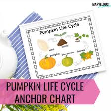 Pumpkin Life Cycle Anchor Charts
