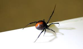 australian redback spider found in