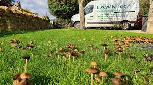 controlling lawn fungi lawntech care