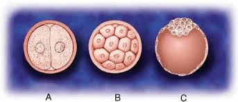 embryology and anatomy of the eyelid