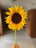 what-are-3-interesting-facts-about-sunflowers