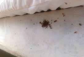 Bed bug bites are similar to chigger bites. Fighting The Bedbug Bite The Yellow Springs News