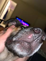my dog has a small red sore on her nose