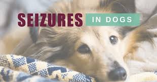 Seizures In Dogs Boulder Holistic Vet