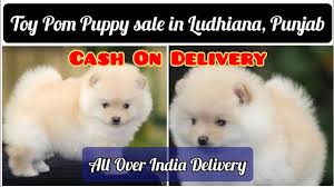 white toy pom puppy in ludhiana