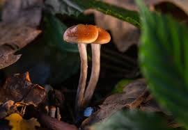Image result for psychedelic mushrooms