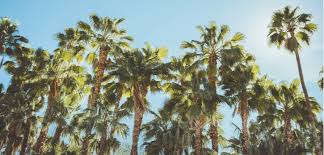 Palm Tree Care Your Essential Guide