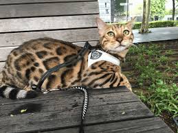 Giving our full attention to the bengal breed. Finally Proof That Cats Are Better Than Dogs Rice