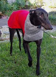 Dog Clothes Dog Coat Whippet Greyhound Red Fashion Houndz