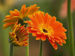 Image result for hoa đẹp nhất