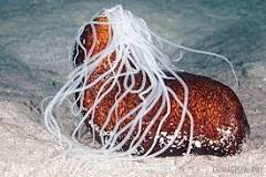 Image result for sea cucumber characteristics