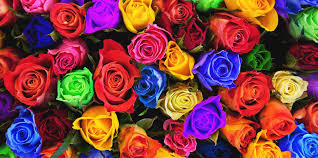 rose color meanings when to gift each