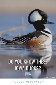 Bird nesting plans and bat house plans. 3 Ducks You May Not Know Live In Iowa Dnr News Releases
