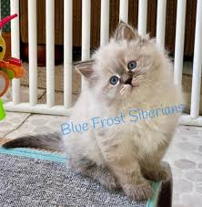 Use the search tool below and browse adoptable the exact origins of the siberian are a mystery, but it is thought that russians who were exiled to siberia brought these cats with them, and. Blue Frost Siberian Cats Home Facebook