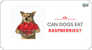 With a puppy's diet, it is especially important to choose their food, both staples and treats, wisely. Can Dogs Eat Raspberries Are Raspberries Good For Dogs