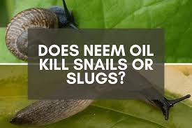 does neem oil kill snails or slugs