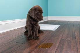 dog smell on a wood floor