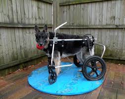 custom dog wheelchairs best quality