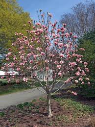 But if you're looking for fragrant spring flowering trees, it's important to understand that your perception of what a tree should be may not be particularly. Best Trees To Plant 15 Options For The Backyard Bob Vila