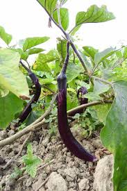 anese eggplant varieties