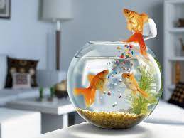 goldfish wallpapers for