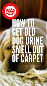 dog from your rv carpet