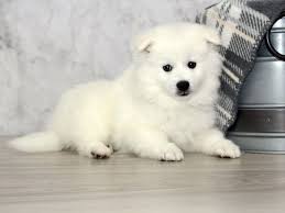 american eskimo dog dog male white