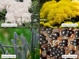 what is slime mold and does it hurt gr