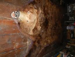 grizzly bear rug jehovah raah farm