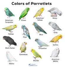 parrotlets list of types with pictures