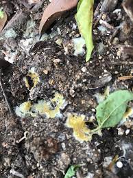 Why are my indoor plants growing mold for ners. White And Yellow Stuff In Potting Soil Gardening Landscaping Stack Exchange
