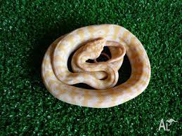 albino darwin carpet python in