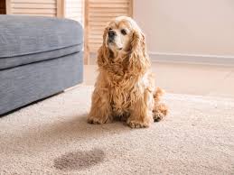 pet stains odors from carpet furniture