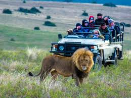 South African Safari With Kids Near The