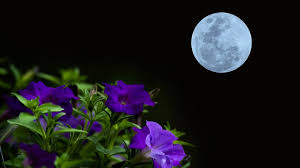 may s full flower moon and lunar