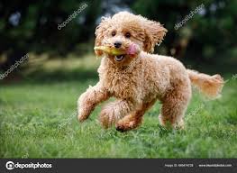 apricot toy poodle frantically running