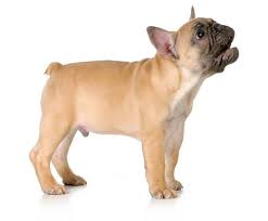 It can be their way of communicating to the owner that they either want something or there is a problem. Tips On How To Get Your French Bulldog To Stop Barking Happy French Bulldog