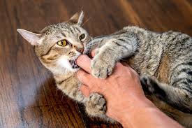 how to stop cats from biting and scratching