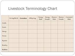 Livestock Terminology Basics Ppt Download