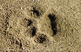 mountain lion tracks learn to read