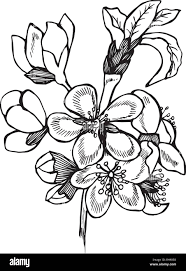 Motif en noir et blanc des fleurs de cerisier. Idée de tatouage Image  Vectorielle Stock - Alamy