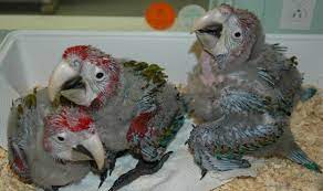 Feeding Of Baby Parrots