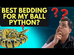 Best Bedding For Your Ball Python