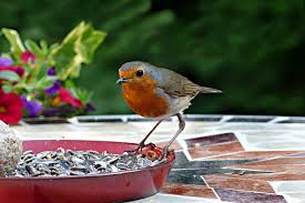 rspb feed the birds day in united