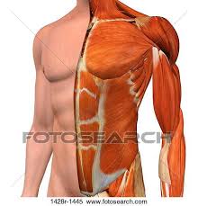 When you think of abs, what muscle do you typically think of? Cross Section Anatomy Of Male Chest Abdomen And Groin Muscles Stock Photography 1428r 1445 Fotosearch